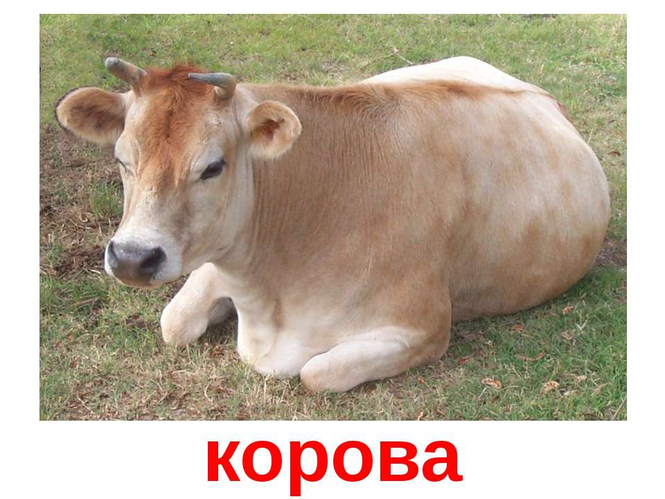 Корова в бигудях картинка