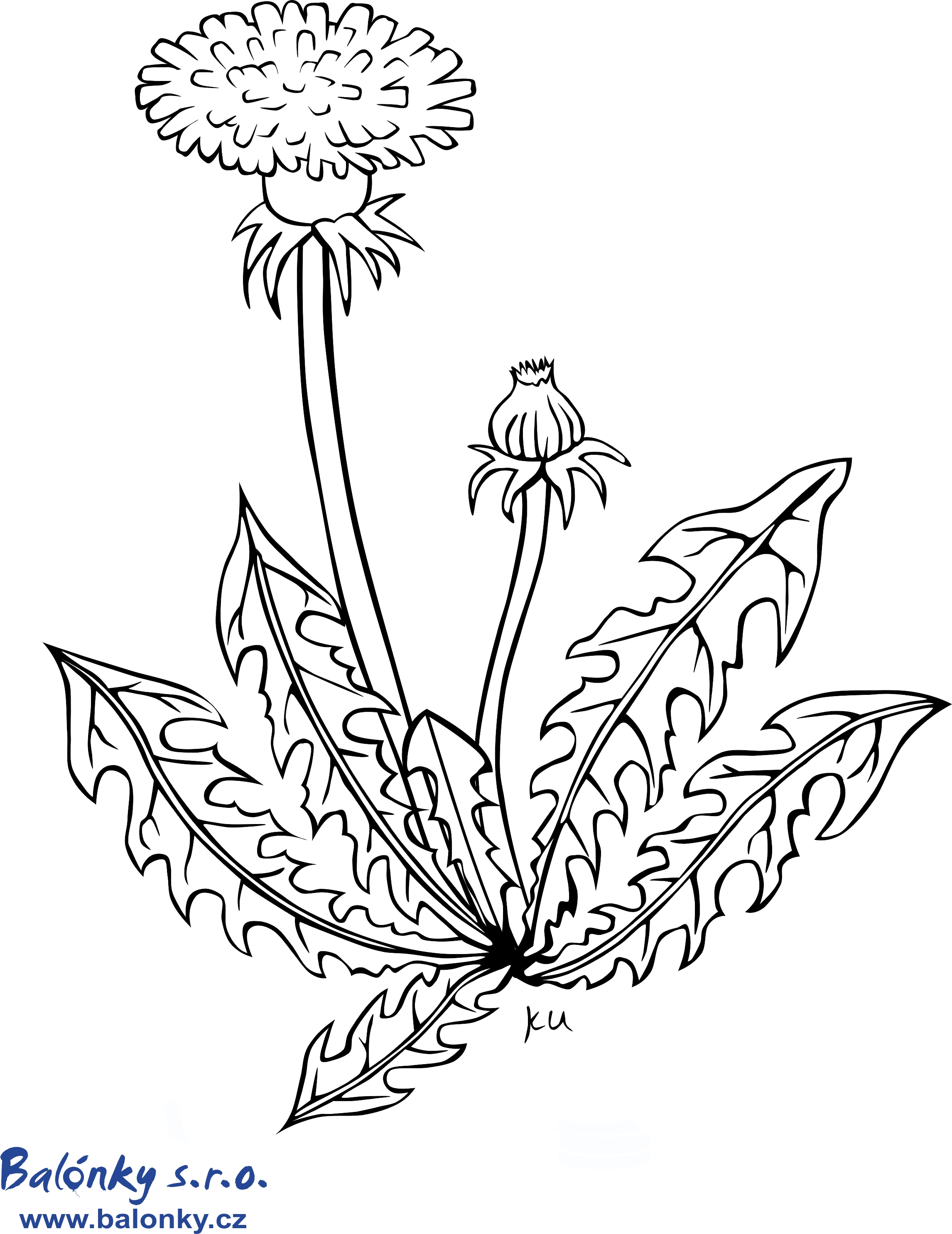 Раскраска одуванчик цветок
