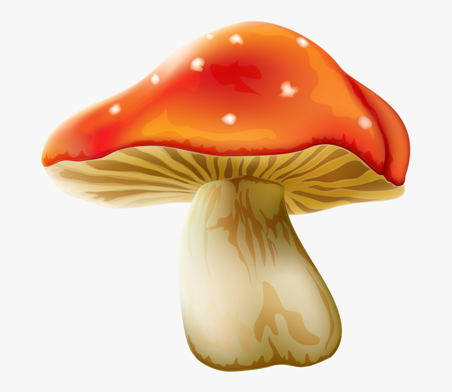 220 2200088 transparent background mushroom clipart