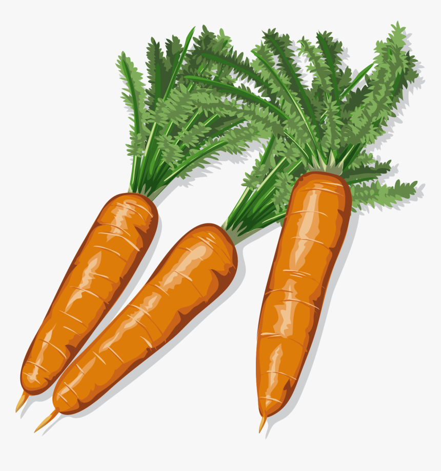 Большое количество моркови. Морковь для детей. Три морковки. Морковь для дошкольников. Морковь картинка для детей.