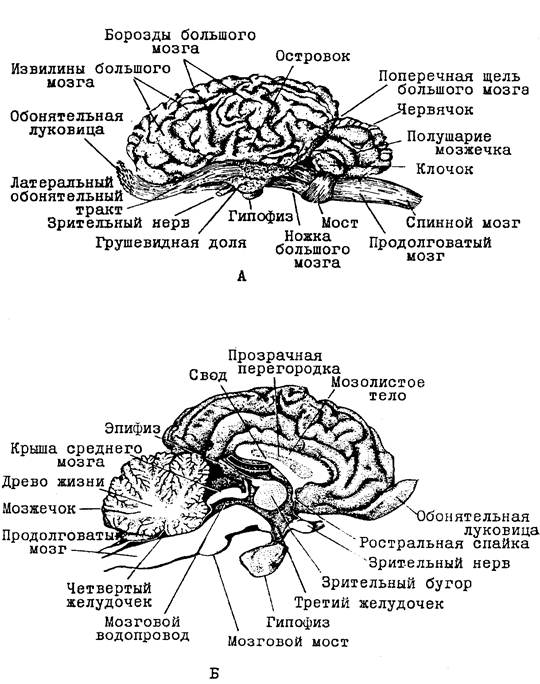 Функция головного мозга животных. Строение головного мозга КРС. Головной мозг КРС анатомия. Сагиттальный разрез головного мозга коровы. Головной мозг лошади строение.