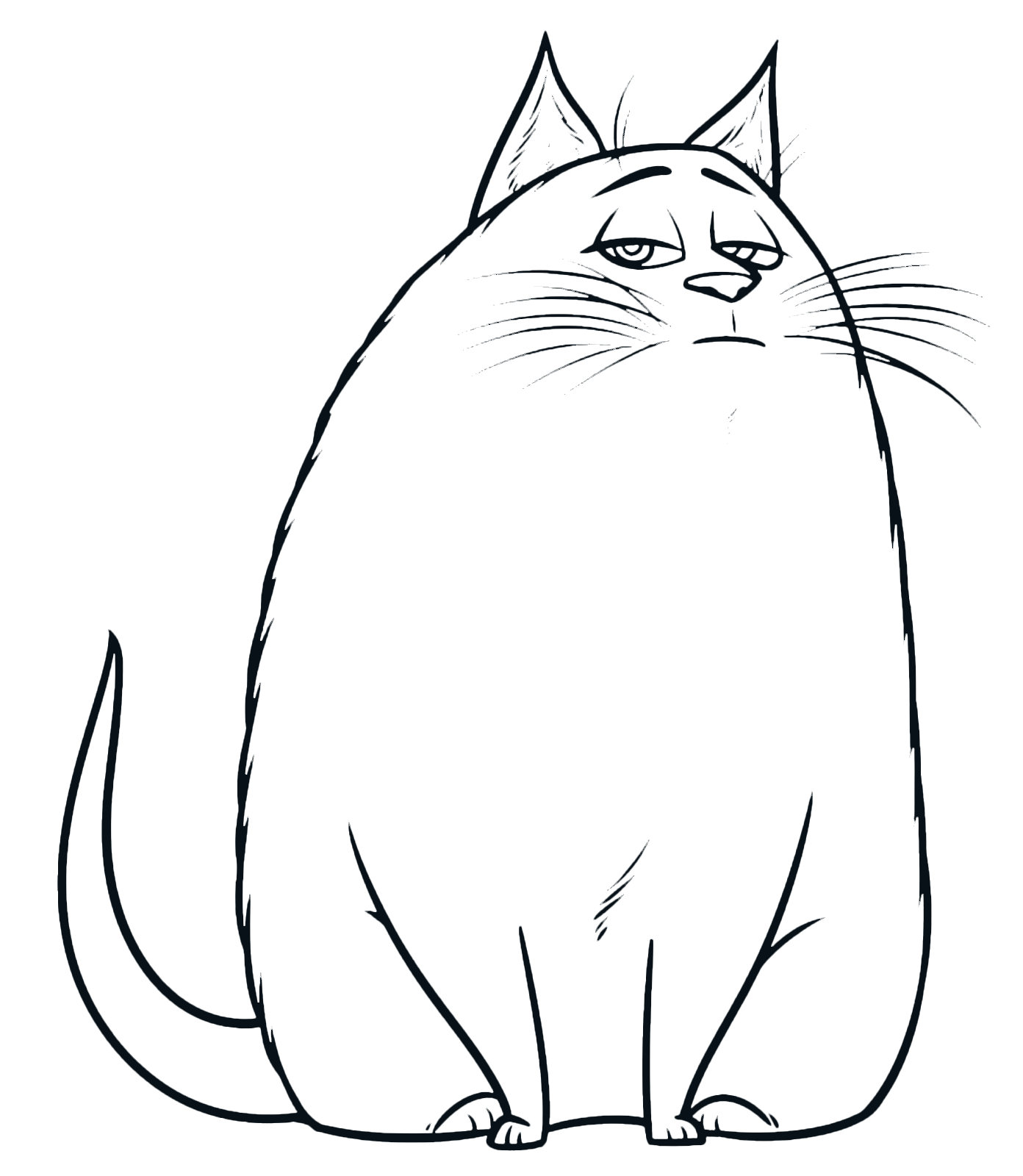 chloe the chubby tabby cat