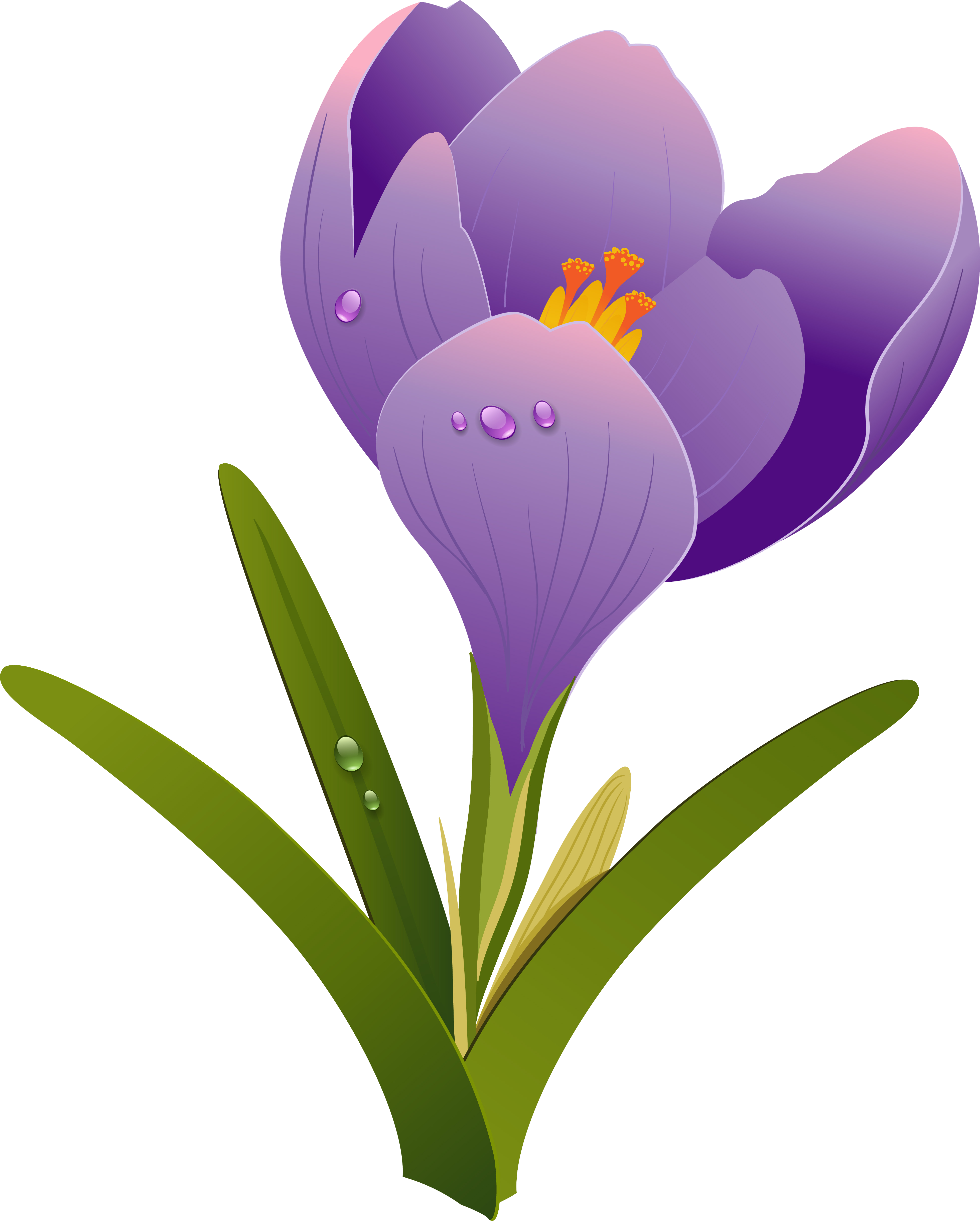 525 5255204 transparent crocus png crocus flower drawing clipart