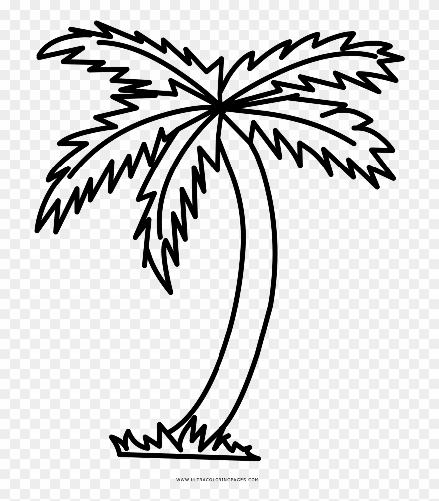 365 3654460 palm tree coloring page palmeira para colorir clipart