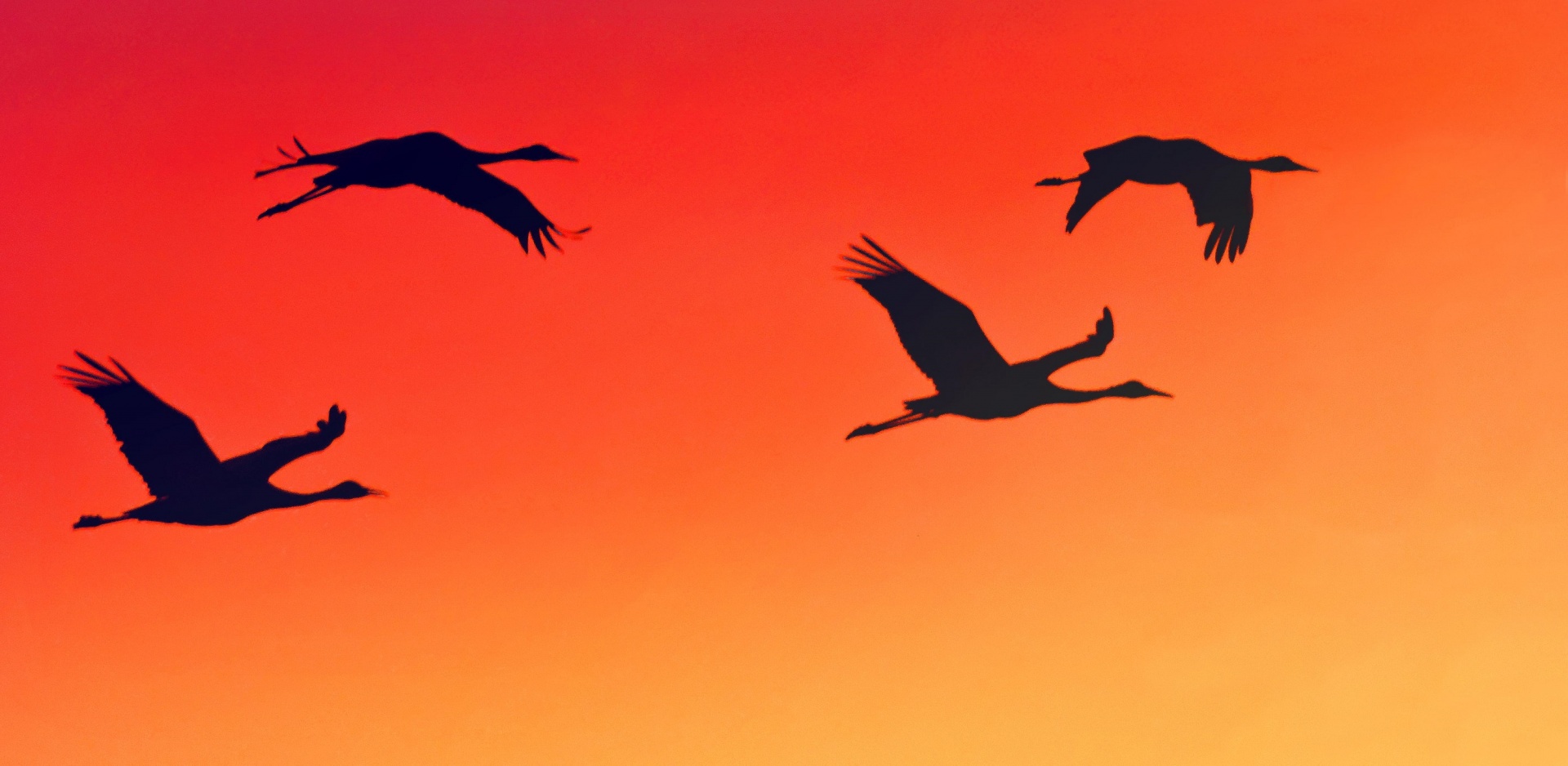 sandhill cranes 1551045927wG6