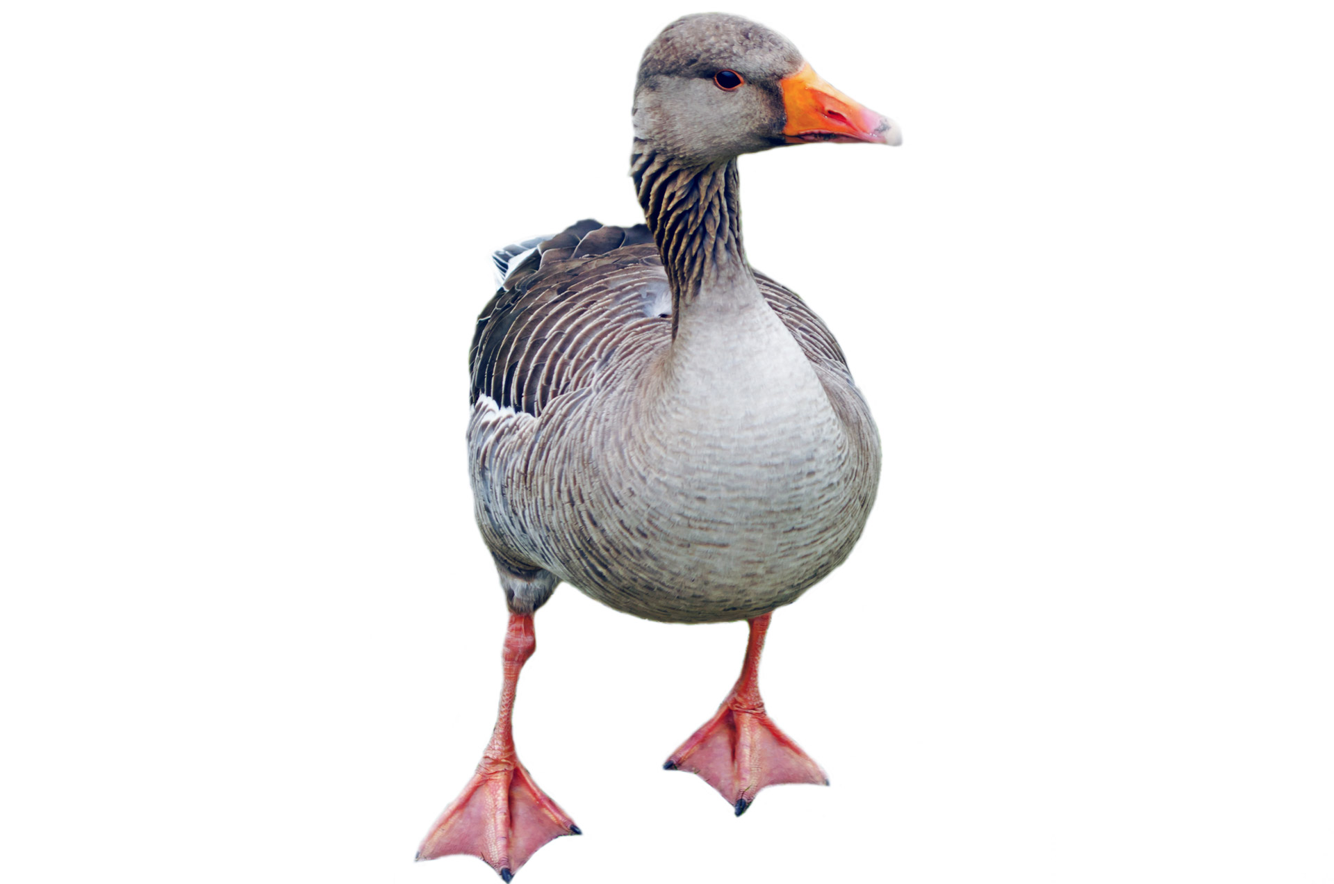 greylag goose 1365443937Zgq