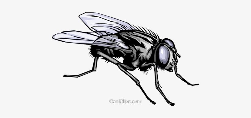 375 3752552 housefly royalty free vector clip art illustration fly