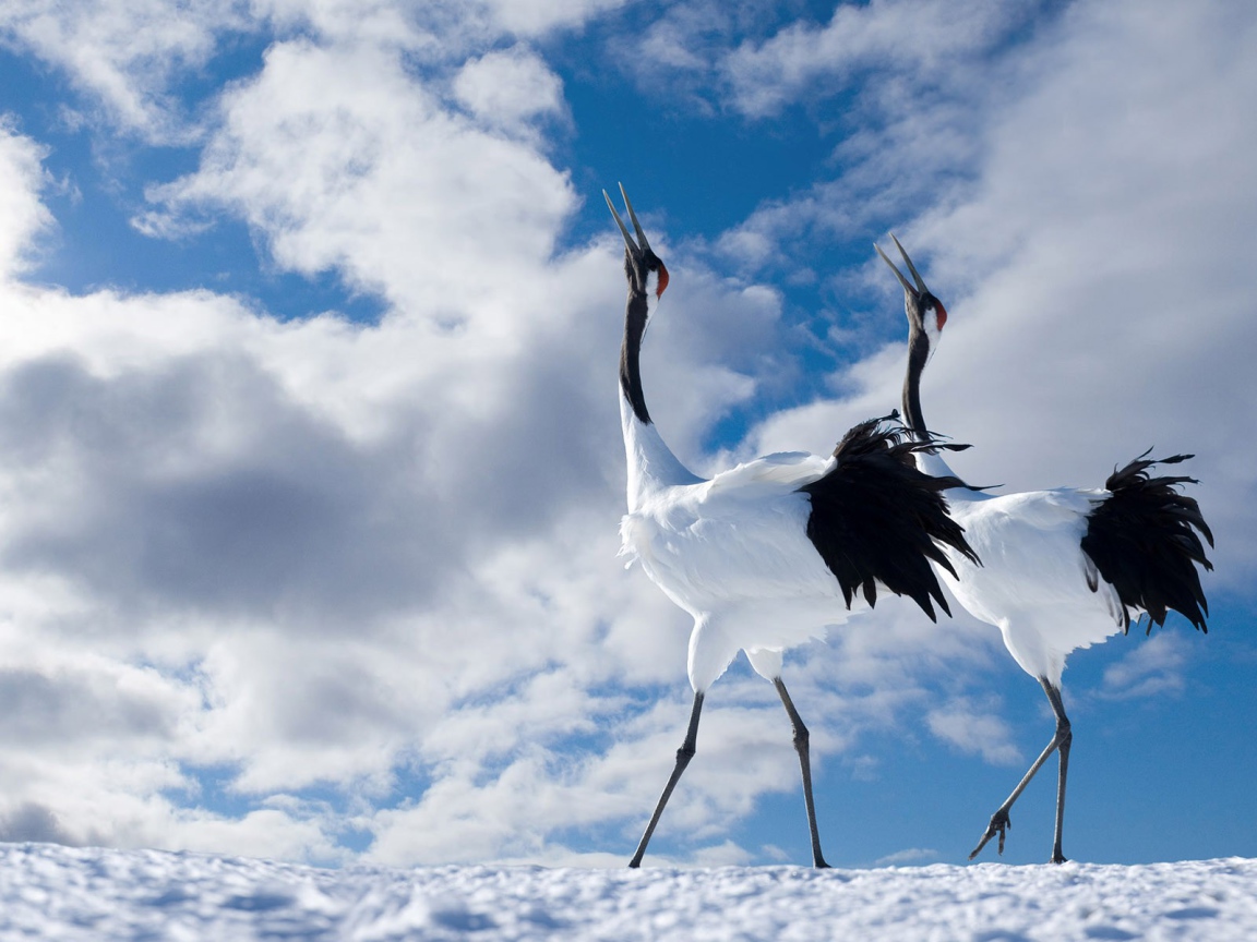 Animals Birds Cranes dancing 051948 9