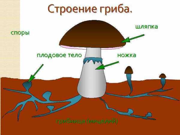 Подпишите на рисунке основные части гриба