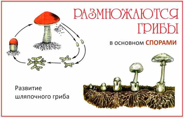 Подпишите на рисунке основные части гриба