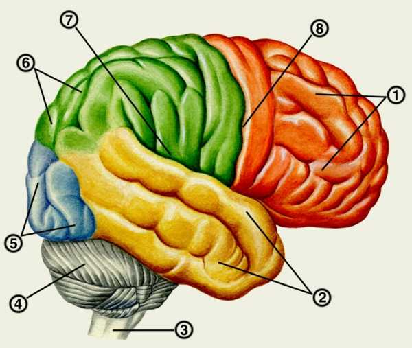 Головной мозг картинка
