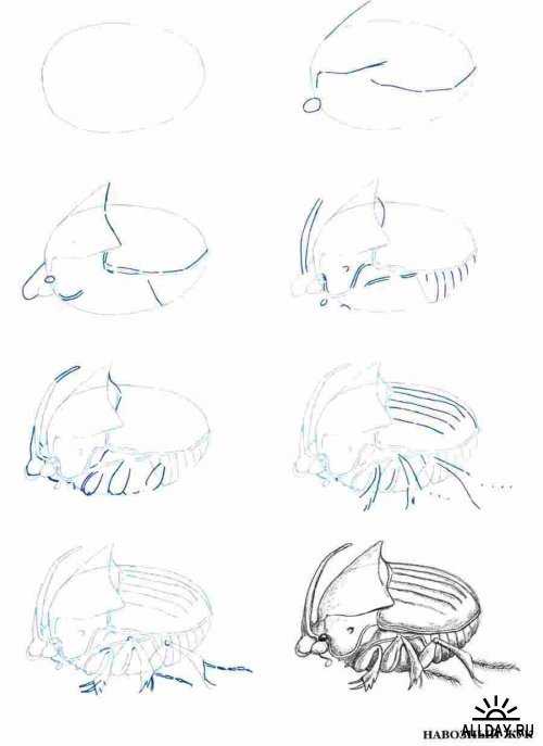 Жук носорог карандашом рисунок