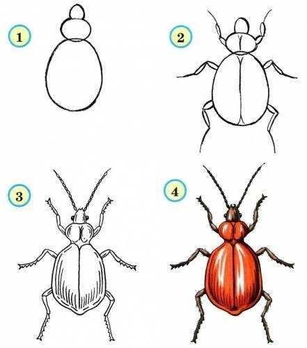 Насекомые рисунок для детей карандашом