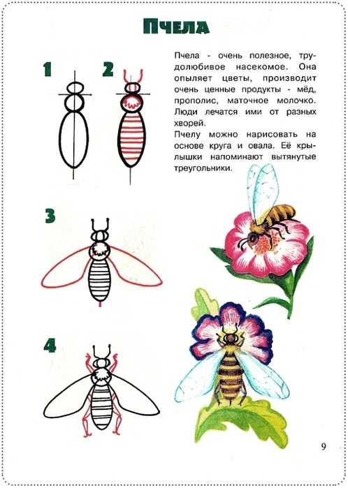 Как рисовать насекомых