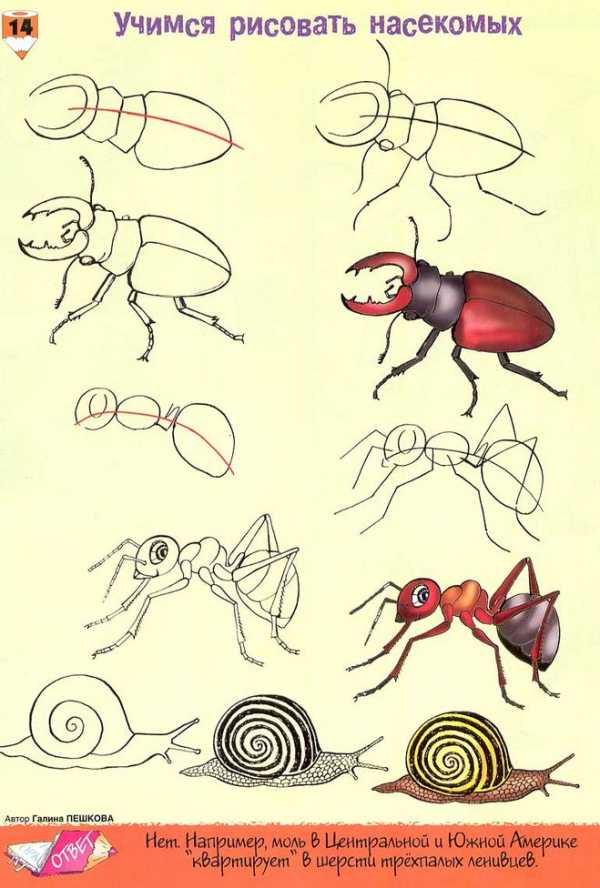 Дети изображали насекомых отметь сколько ног они должны нарисовать каждому насекомому ответ