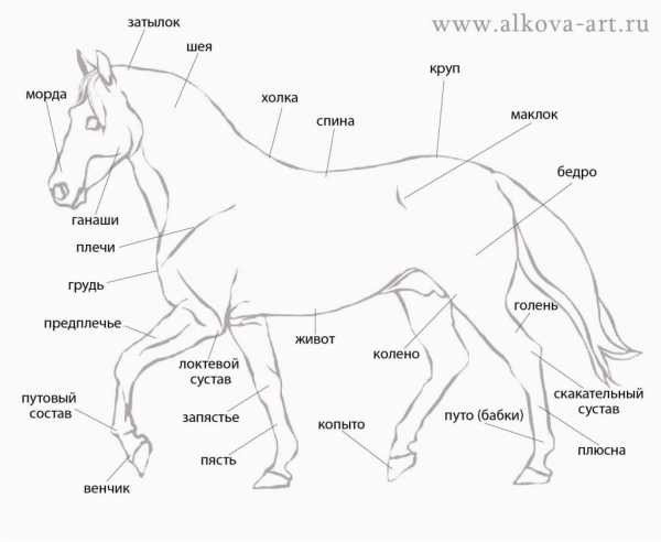 Как нарисовать пегаса поэтапно