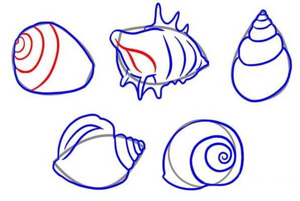 Как нарисовать морскую ракушку