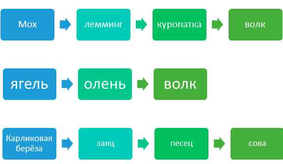 Зона питания тундры. Схема цепи питания характерной для тундры. Цепь питания в тундре 4. Составь цепь питания характерную для тундры. Цепочка питания в тундре 4 класс схема.