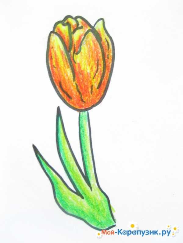 Как нарисовать тюльпан шренка