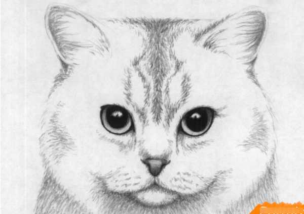 Схема рисунка кошки
