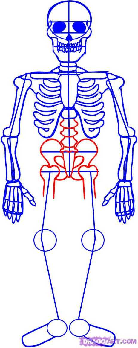 Картинки нарисованного скелета