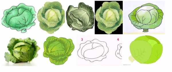 Кочан капусты рисунок