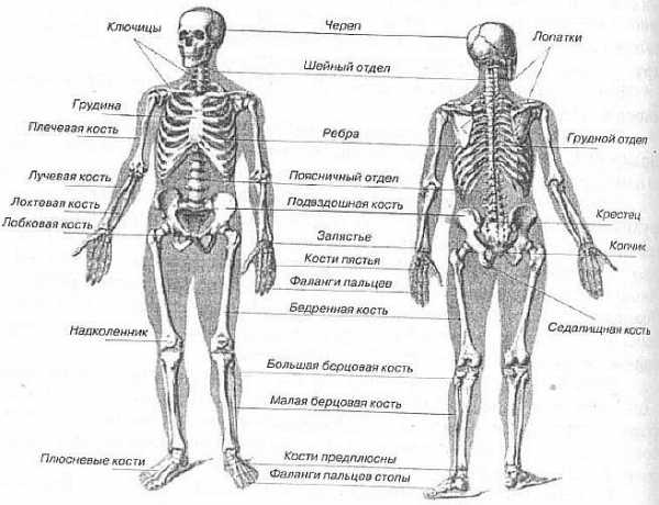 Скелет человека анатомия с органами фото