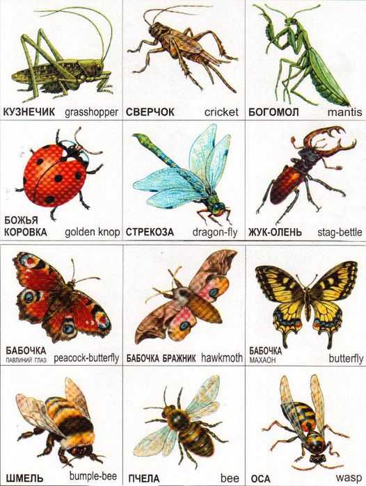Как определить по фото насекомое онлайн