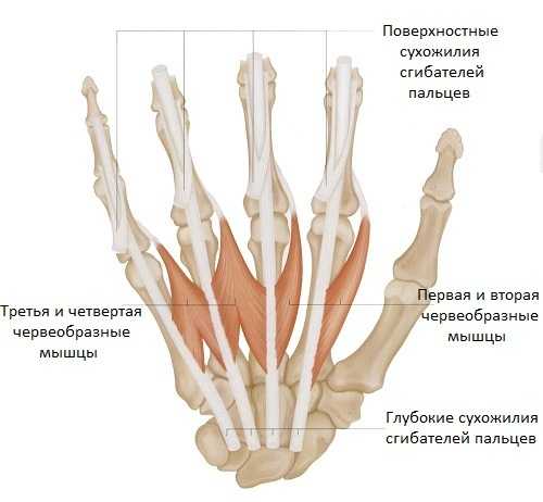 Кисть руки фото анатомия