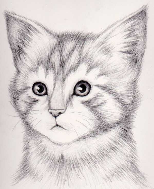 Котик рисунки карандашом – Ой! — Артист-Ойл