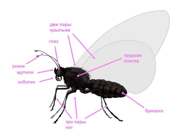 Как нарисовать мотылька 2 класс
