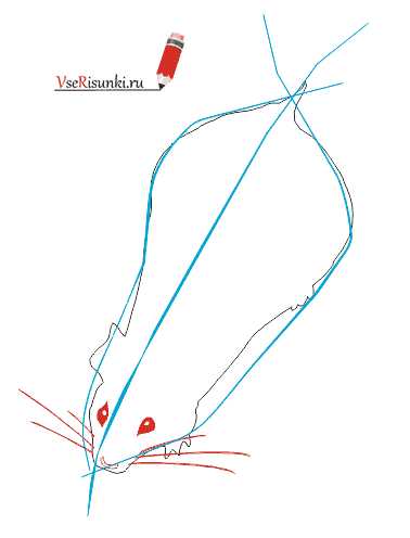 Как нарисовать мышь карандашом