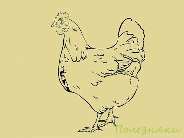 Как нарисовать курицу поэтапно