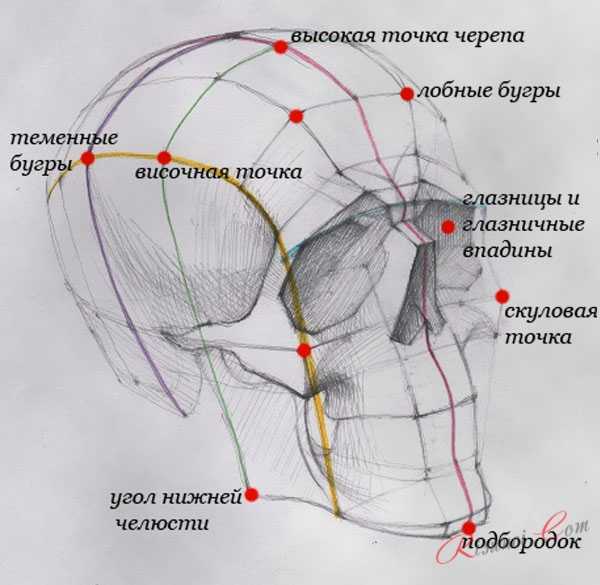 Череп фото для рисования