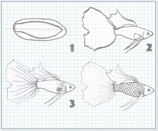 Как нарисовать рыбку быстро и легко