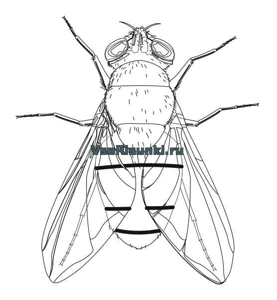 Картинки муха для срисовки