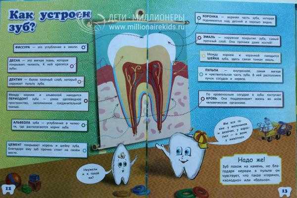 Про зубы на английском. Загадки про зубки для детей. Про зубы для детей дошкольного возраста. Загадка про зубы сложная. Энциклопедия про зубы для детей.