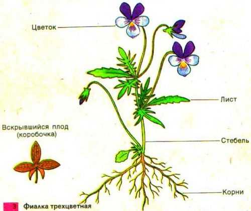 На рисунке изображена схема строения цветка какой буквой обозначена часть цветка которая защищает