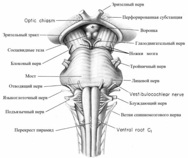 Рассмотрите рисунок подпишите части головного мозга млекопитающего обозначенные цифрами
