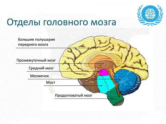 Рассмотрите рисунок подпишите части головного мозга млекопитающего обозначенные цифрами