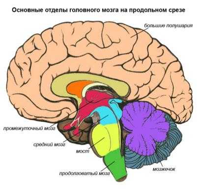 Ствол головного мозга рисунок