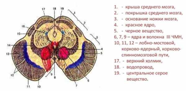 В головном мозге выделяют пять основных отделов рассмотрите рисунок укажите эти отделы