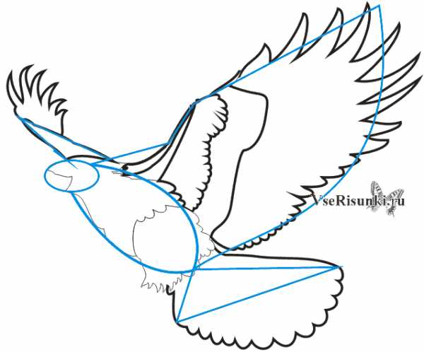 Как нарисовать летящего орла