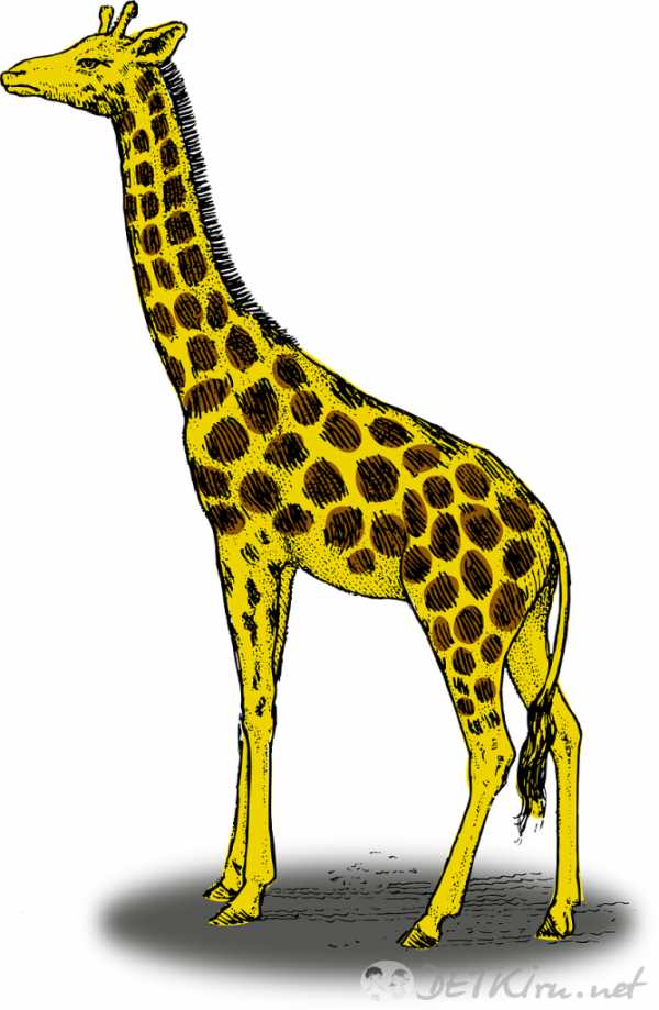 Жираф рисунок для детей